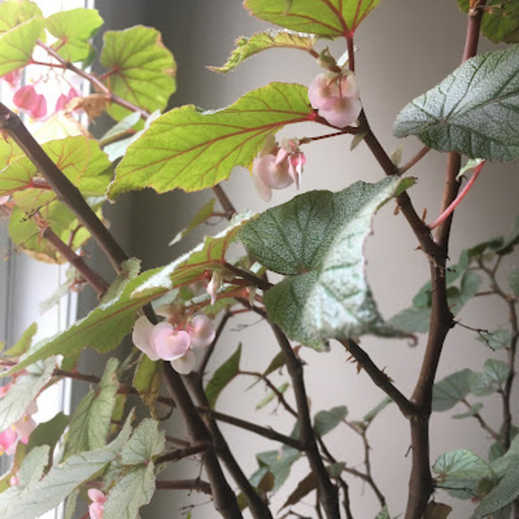 Meet your Posher, Danica - Picture 1 of 1